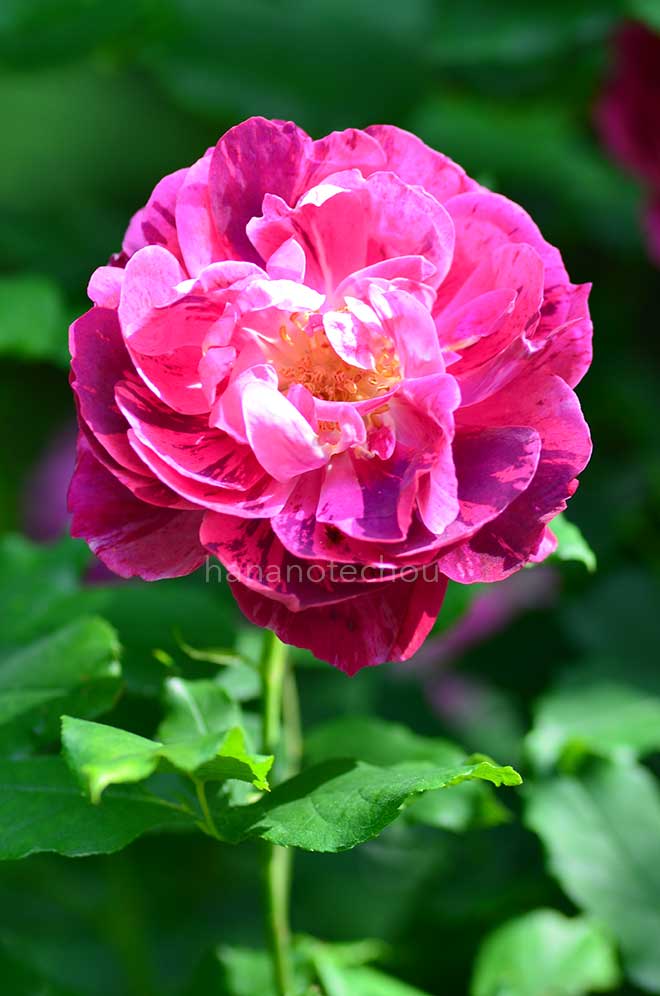 バラ コマンダン ボールペール|花の手帖の薔薇図鑑