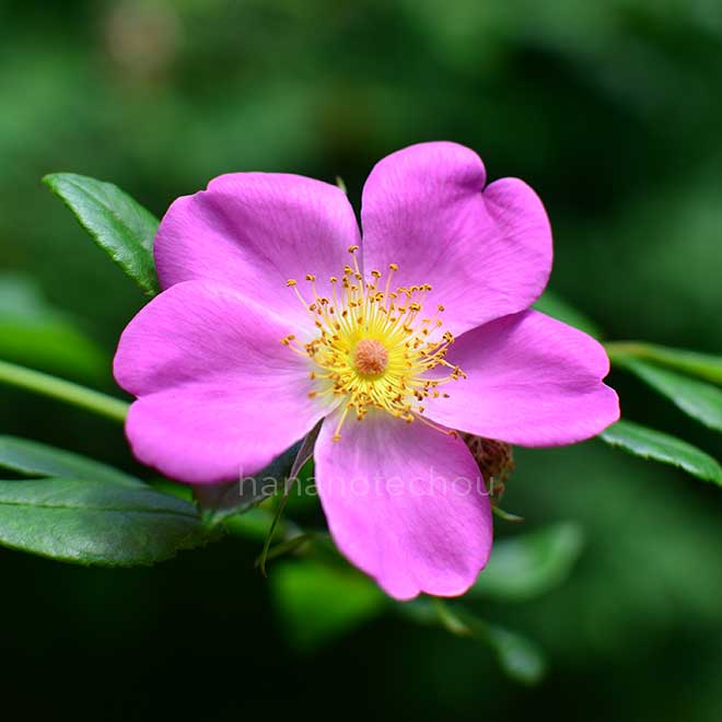 バラ コマンダージレット|花の手帖の薔薇図鑑