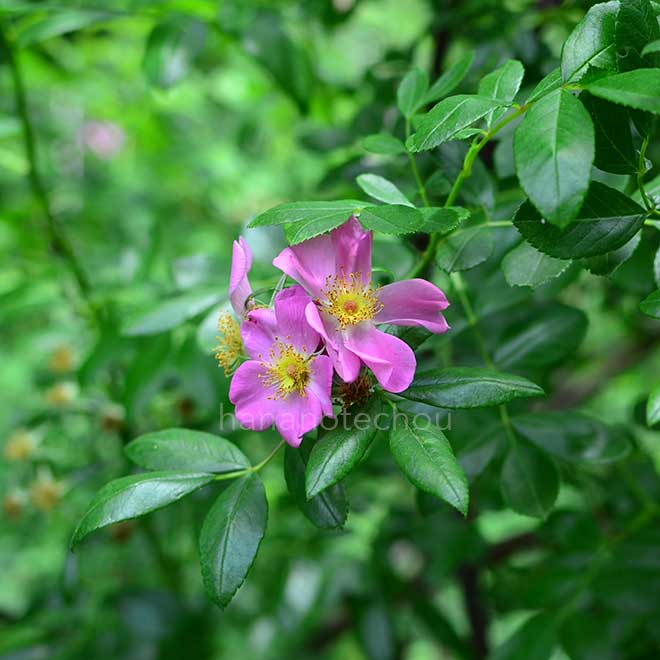 バラ コマンダージレット|花の手帖の薔薇図鑑