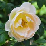 バラ コンテ ドゥ シャンパーニュ|花の手帖の薔薇図鑑