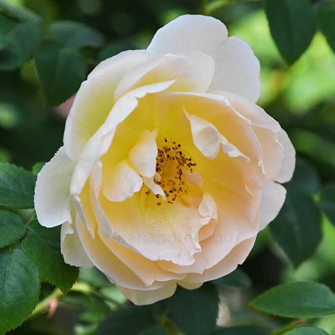 バラ コンテ ドゥ シャンパーニュ｜花の手帖の薔薇図鑑