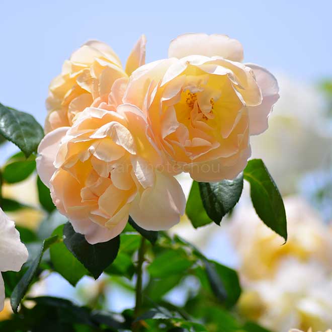 バラ コンテ ドゥ シャンパーニュ｜花の手帖の薔薇図鑑