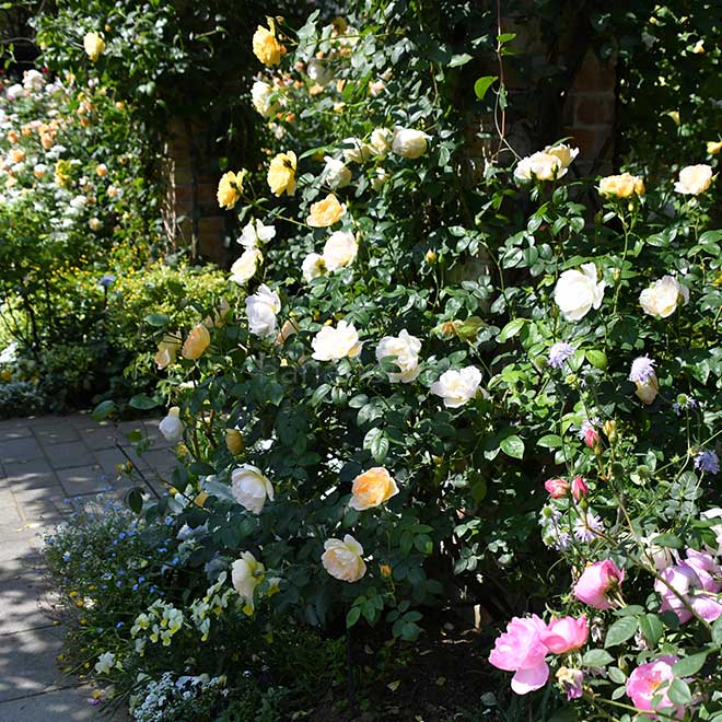バラ コンテ ドゥ シャンパーニュ｜花の手帖の薔薇図鑑