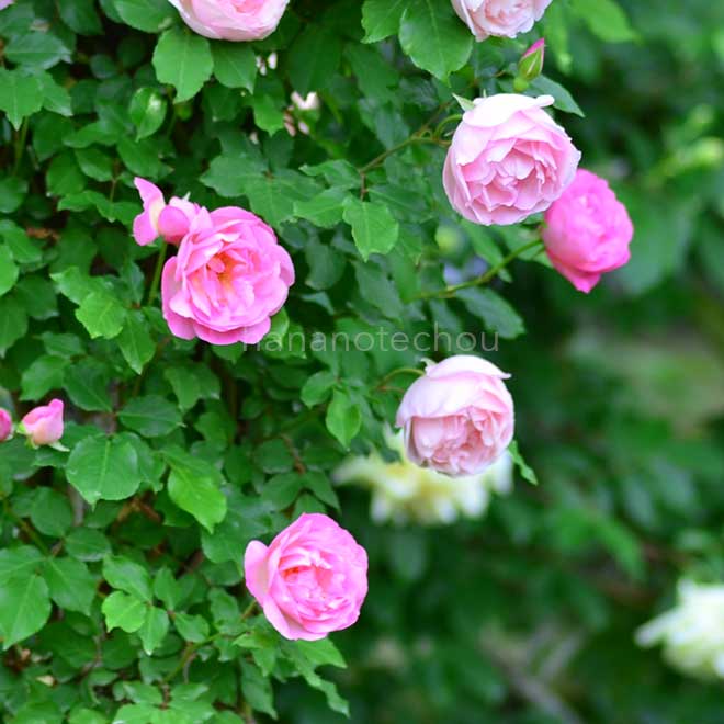 バラ つる コンテス デ ラバルト|花の手帖の薔薇図鑑
