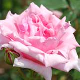 バラ コンテス バンダル|花の手帖の薔薇図鑑