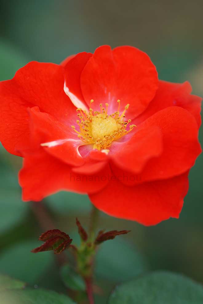 バラ コンチェルティーノ｜花の手帖の薔薇図鑑