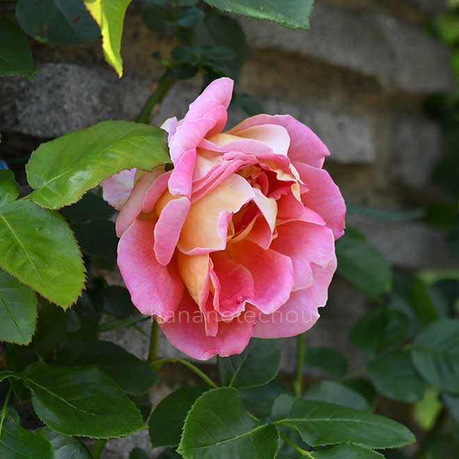 バラ つる コンデサ デ サスタゴ｜花の手帖の薔薇図鑑