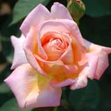 バラ コンフィダンス｜花の手帖の薔薇図鑑