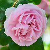 バラ コンラッド フェルディナンド マイヤー｜花の手帖の薔薇図鑑