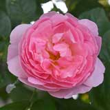 バラ |花の手帖の薔薇図鑑