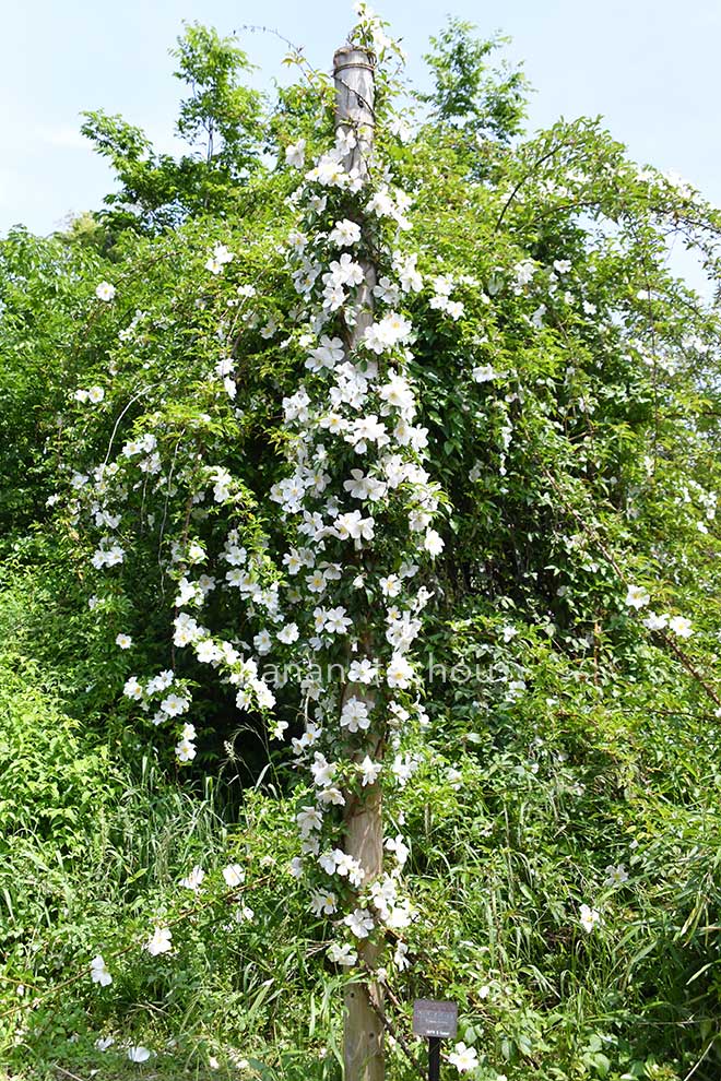 バラ クーパーズ バーミス｜花の手帖の薔薇図鑑