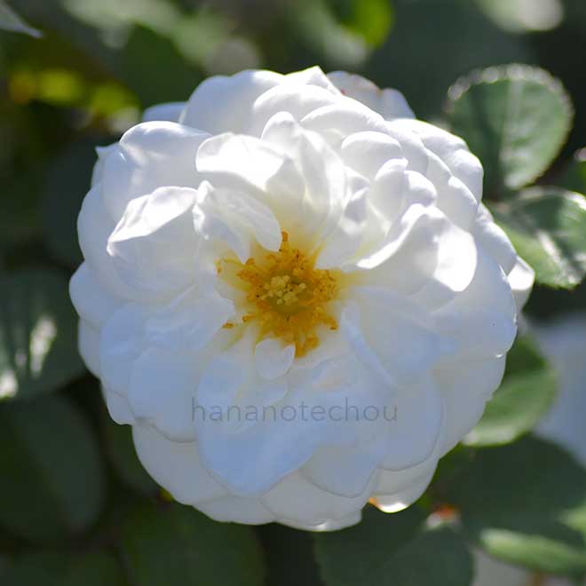 バラ コケットロマンティカ｜花の手帖の薔薇図鑑