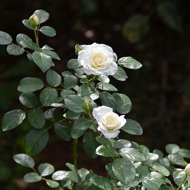 バラ コケットロマンティカ｜花の手帖の薔薇図鑑