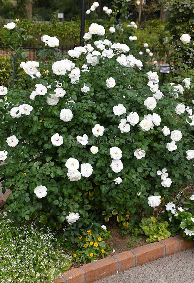 バラ コケットロマンティカ｜花の手帖の薔薇図鑑