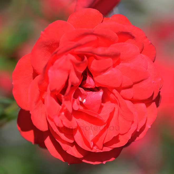 バラ コロネーション ストリート|花の手帖の薔薇図鑑