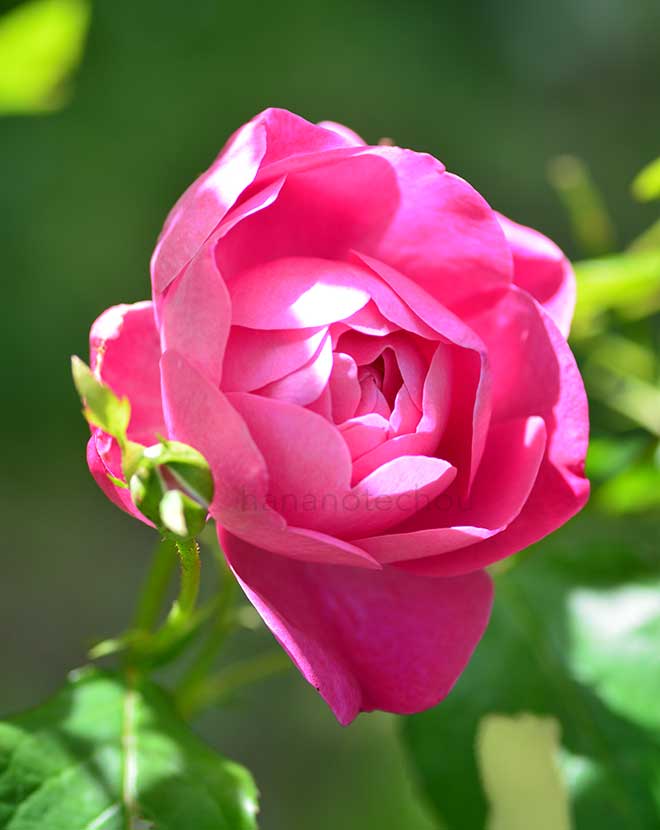 バラ コーヴェデイル|花の手帖の薔薇図鑑