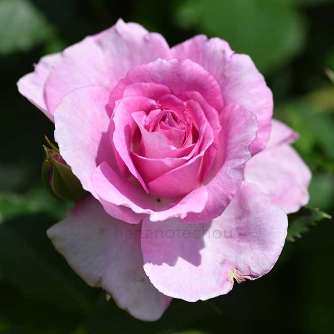 バラ コティヨン|花の手帖の薔薇図鑑