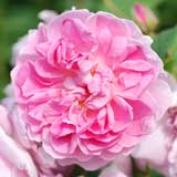 バラ コテージ ローズ|花の手帖の薔薇図鑑