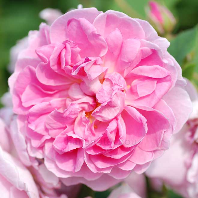 バラ コテージ ローズ|花の手帖の薔薇図鑑