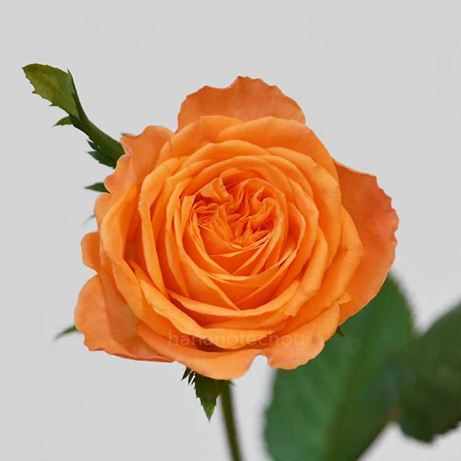 バラ カントリーホーム｜花の手帖の薔薇図鑑