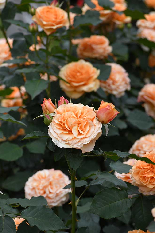 バラ カントリートレンドセッター｜花の手帖の薔薇図鑑