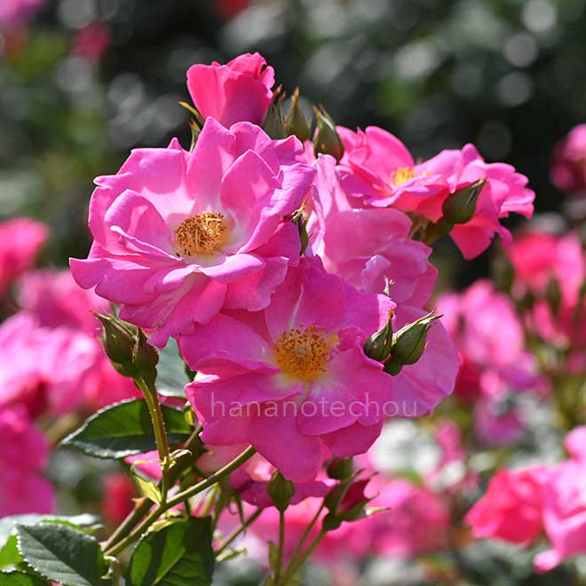 バラ カウンティ フェアー｜花の手帖の薔薇図鑑