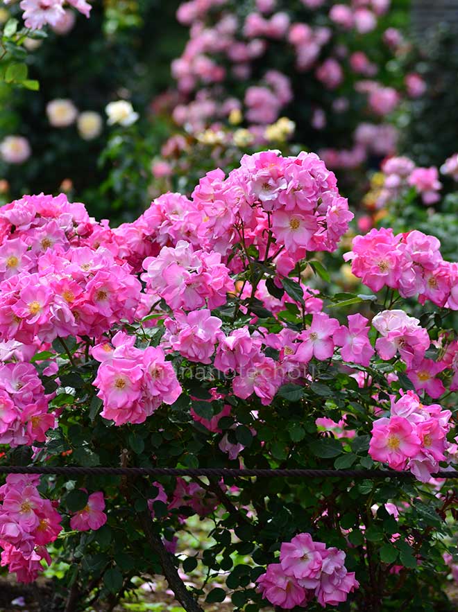 バラ カウンティ フェアー｜花の手帖の薔薇図鑑