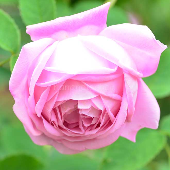 バラ クーペ デペ｜花の手帖の薔薇図鑑