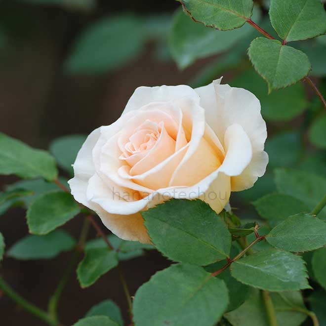 バラ クリーム デライト｜花の手帖の薔薇図鑑