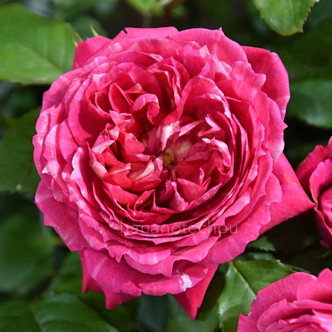 バラ クレディミュチュエル|花の手帖の薔薇図鑑