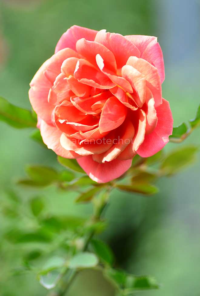 バラ クレパスキュール｜花の手帖の薔薇図鑑