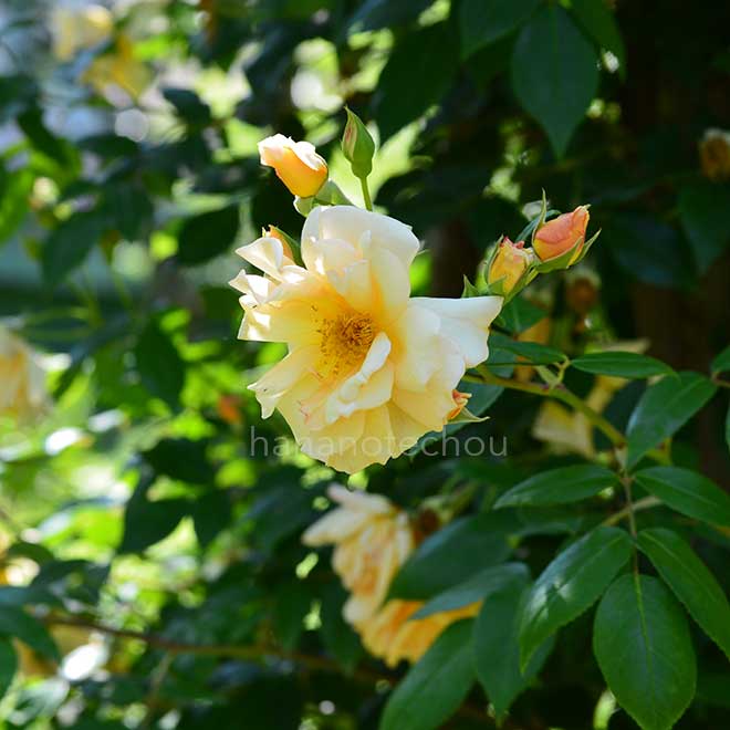 バラ クレパスキュール｜花の手帖の薔薇図鑑