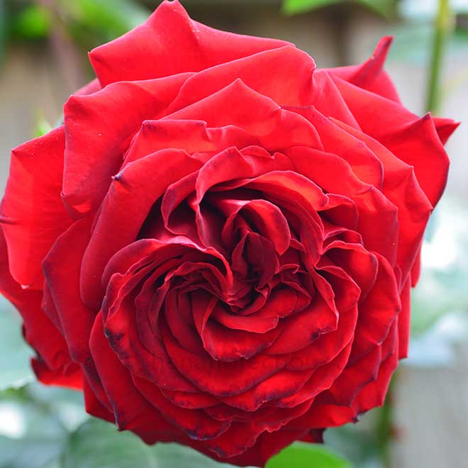 バラ クリムゾン キャスケード|花の手帖の薔薇図鑑