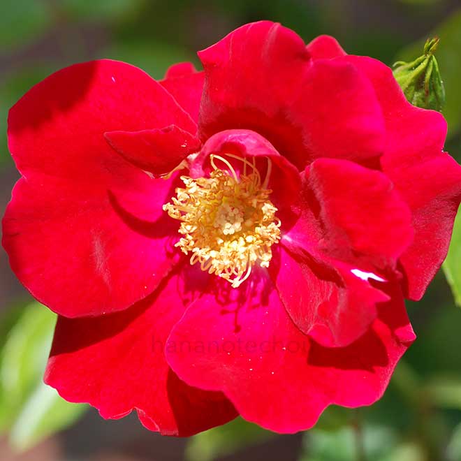 バラ クリムゾン コンケスト｜花の手帖の薔薇図鑑