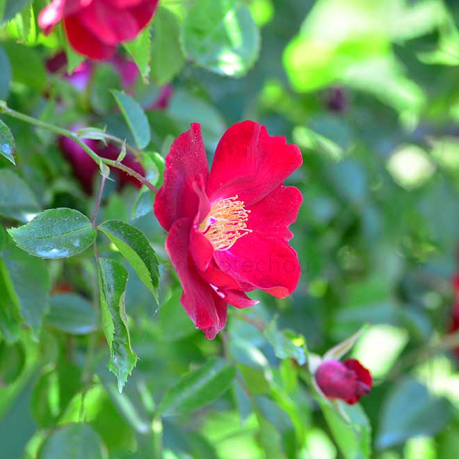 バラ クリムゾン コンケスト｜花の手帖の薔薇図鑑