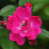 バラ クリムゾン オルレアン｜花の手帖の薔薇図鑑