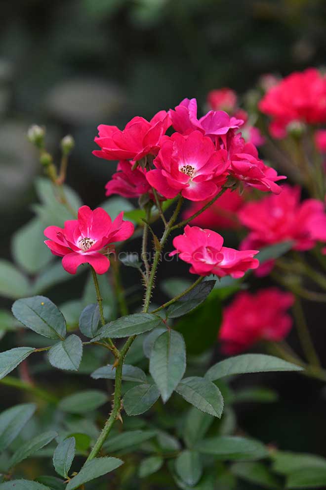 バラ クリムゾン オルレアン｜花の手帖の薔薇図鑑