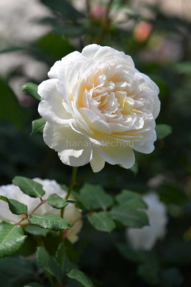 バラ クロッカス ローズ
｜花の手帖の薔薇図鑑