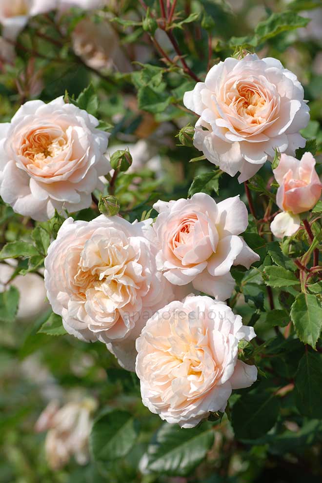 バラ クロッカス ローズ
｜花の手帖の薔薇図鑑