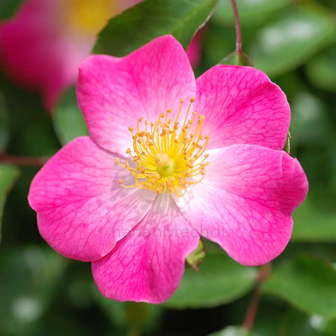 バラ クンバヤ｜花の手帖の薔薇図鑑