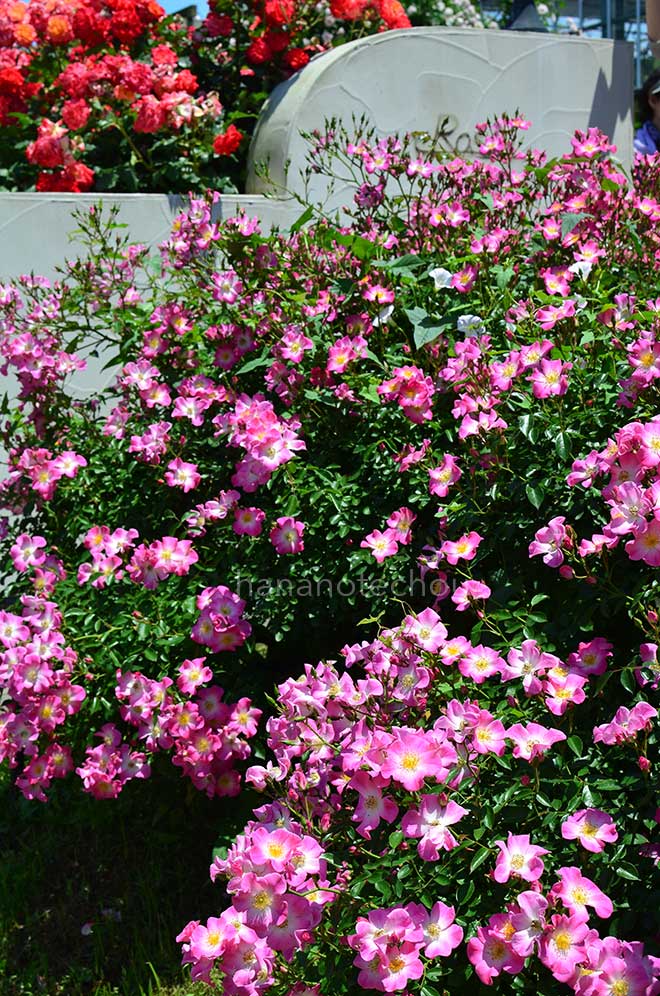 バラ クンバヤ｜花の手帖の薔薇図鑑