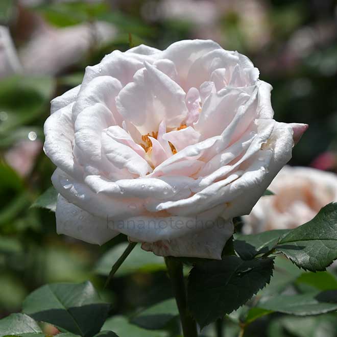 バラ ガエターノ ゴンソール|花の手帖の薔薇図鑑