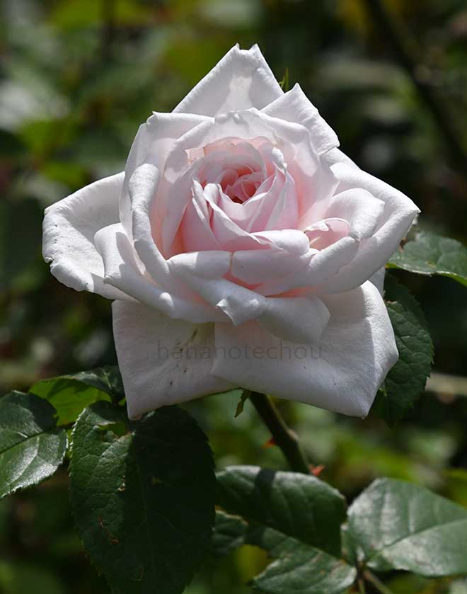 バラ ガエターノ ゴンソール|花の手帖の薔薇図鑑