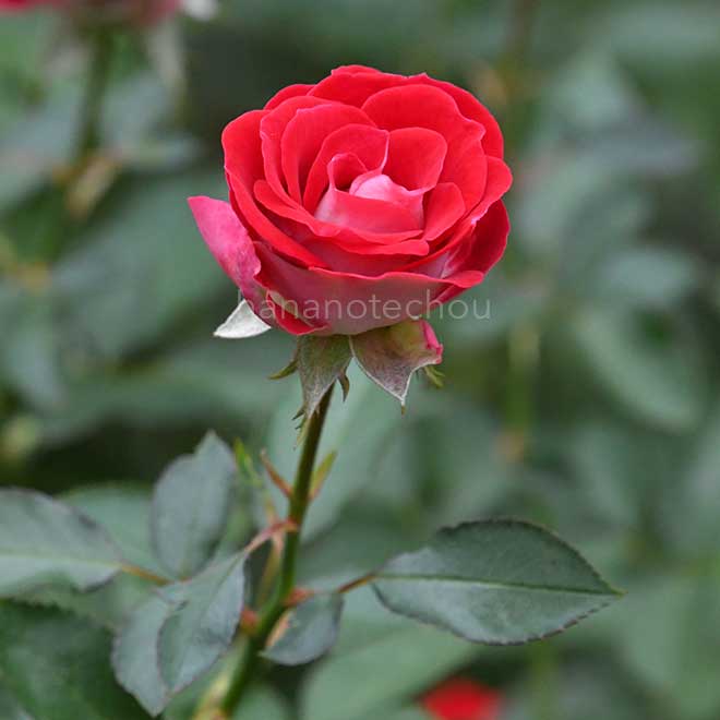 バラ 岳の夢｜花の手帖の薔薇図鑑