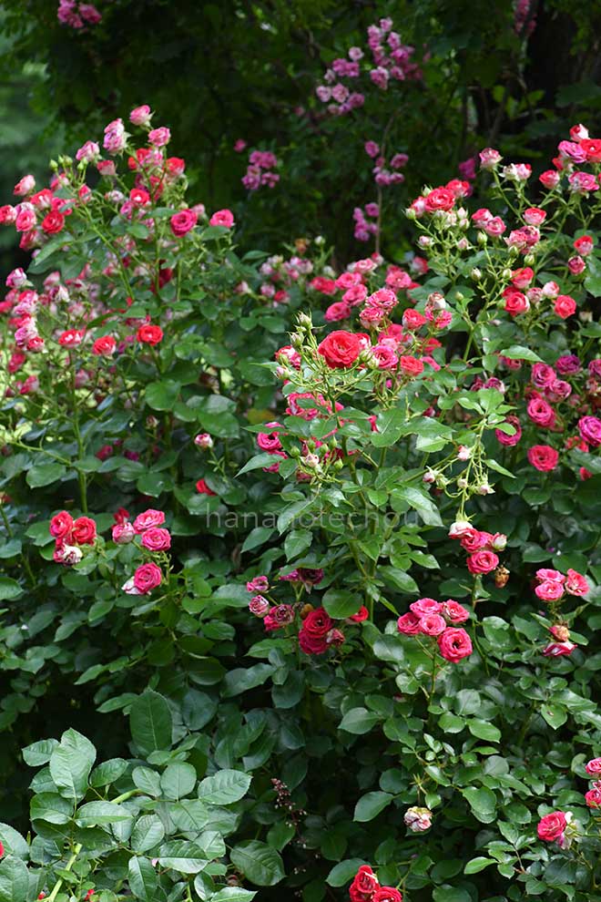 バラ 岳の夢｜花の手帖の薔薇図鑑