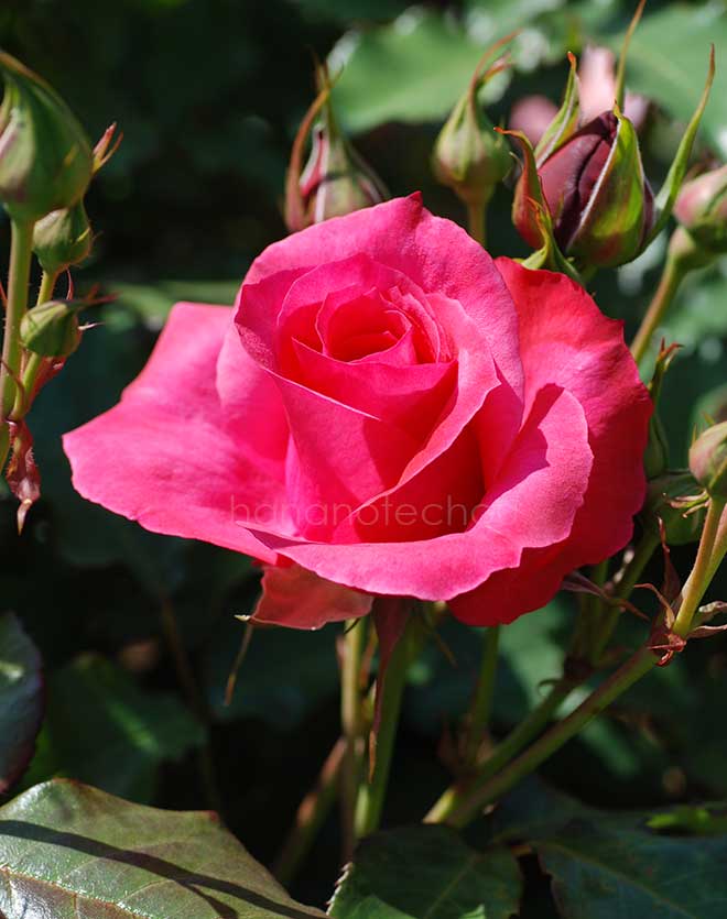 バラ ギャラント｜花の手帖の薔薇図鑑