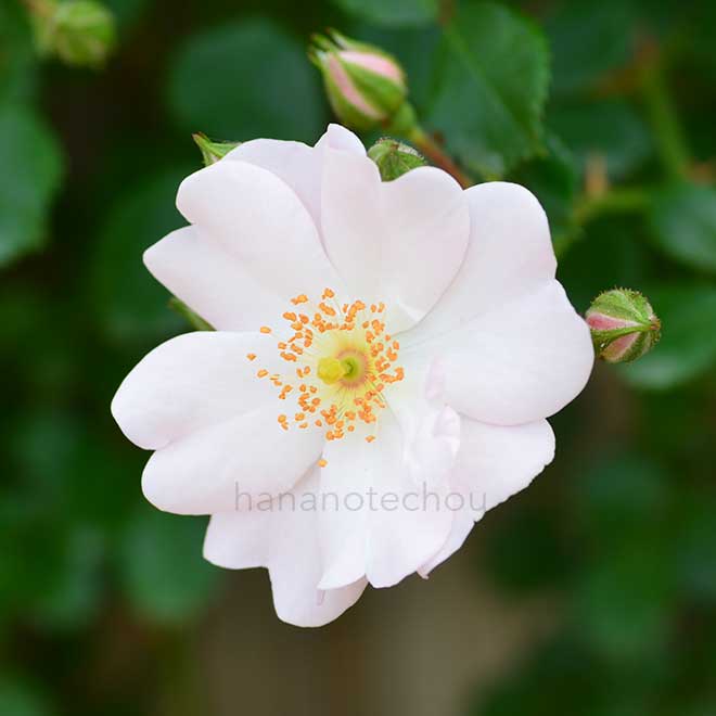 バラ 伽羅奢|花の手帖の薔薇図鑑