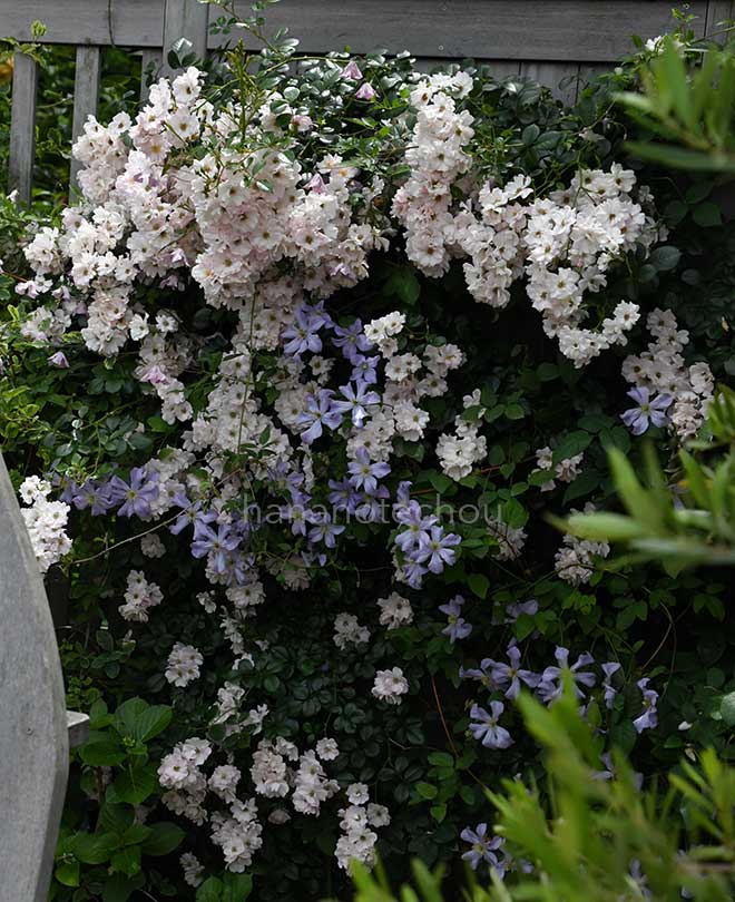 バラ 伽羅奢|花の手帖の薔薇図鑑