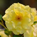 バラ ガーデナーズグローリー｜花の手帖の薔薇図鑑