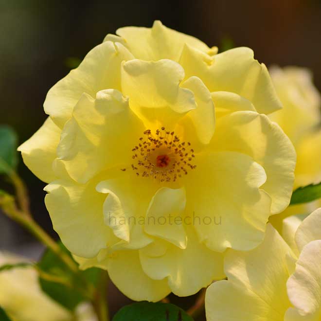 バラ ガーデナーズ グローリー｜花の手帖の薔薇図鑑